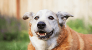 happy senior dog laying down looking in distance