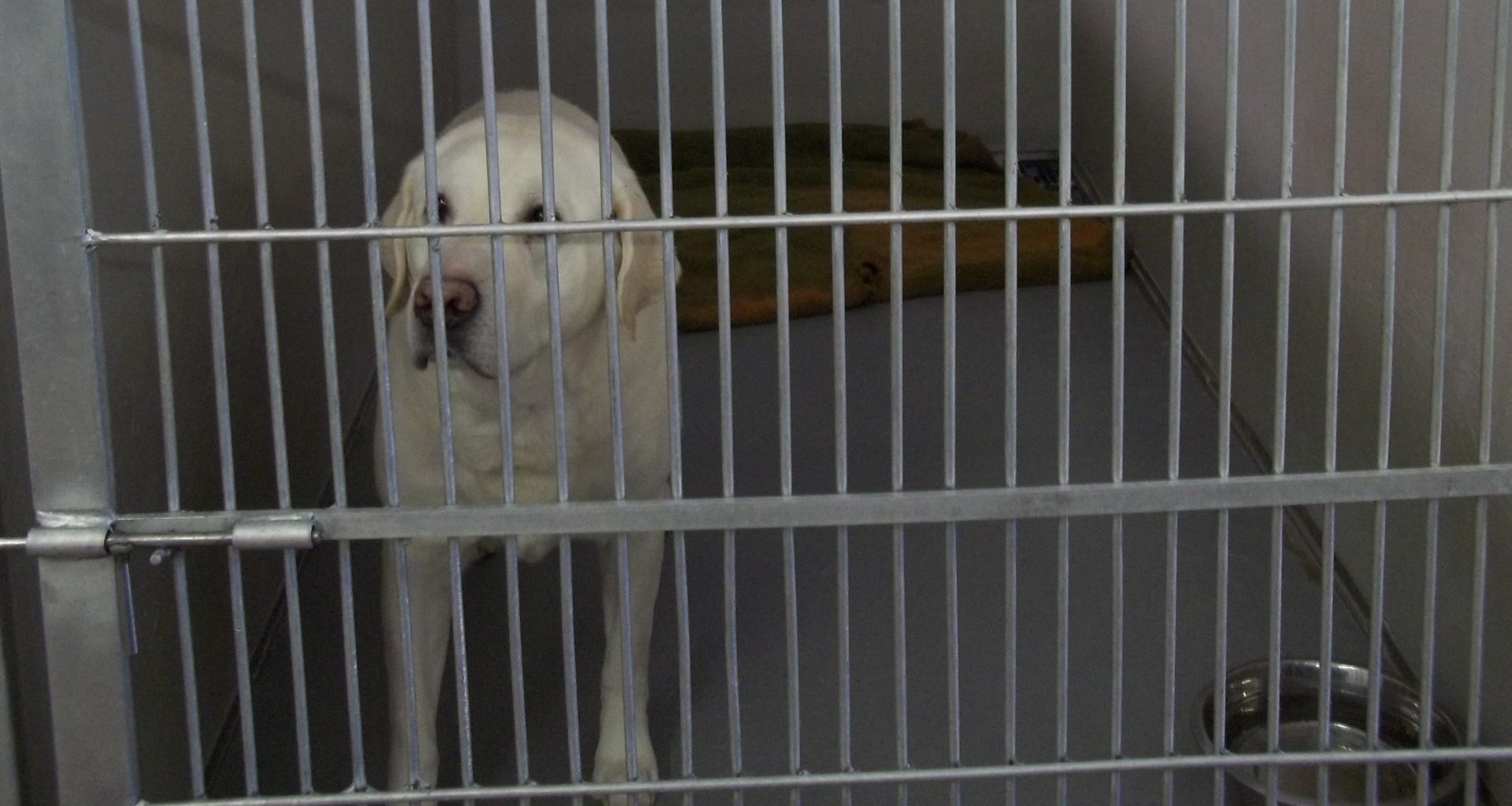 white dog standing in kennel