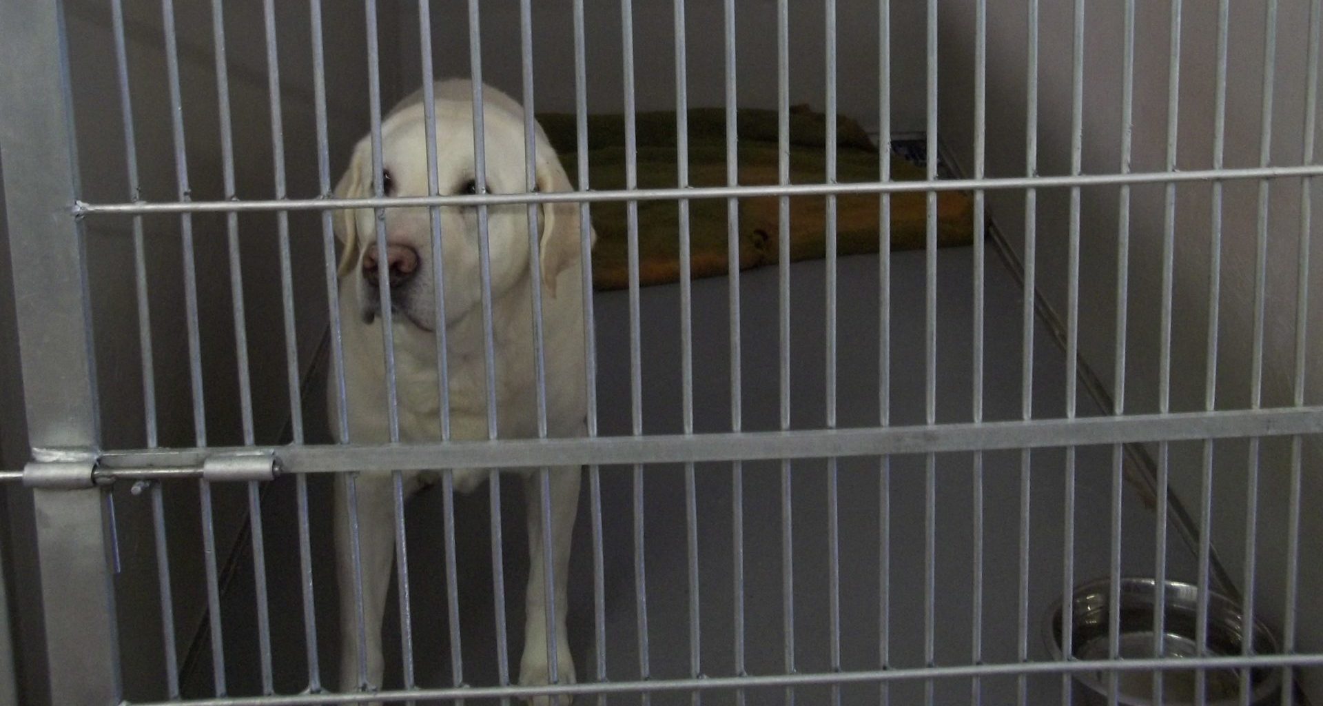 clinic_pics_2014_001 white dog standing in kennel