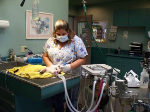 vet technician standing at operating table performing a dental cleaning on an anesthetized pet