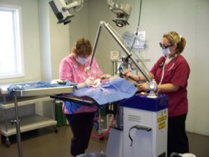 two vet professionals in their exam room performing surgery on pet